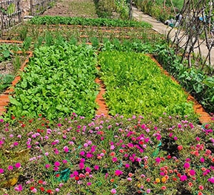 Nông Trại Tôm Khỏe