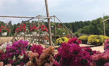 Nông trại Tôm Khỏe