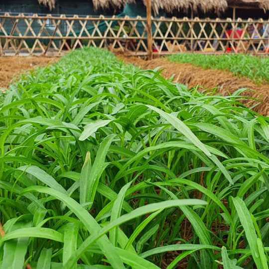 Thực phẩm sạch